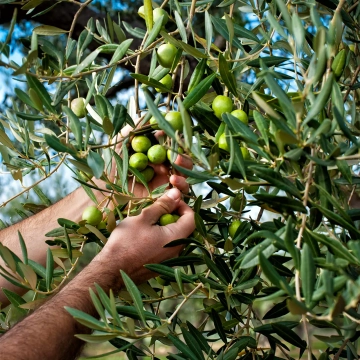 Olio extravergine d'oliva biologici